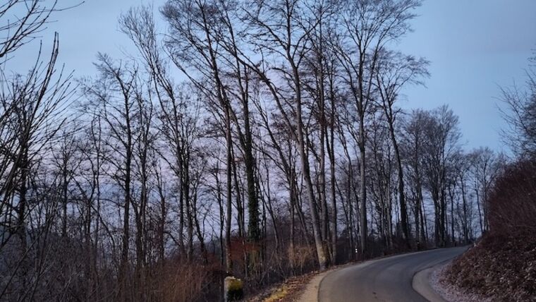 Damhirsch-Kolonie im Munotgraben zu gross - Vaterland online